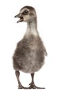 Hawaiian Goose or NÃâÃÂ¬nÃâÃÂ¬, Branta sandvicensis, a species of goose, 4 days old